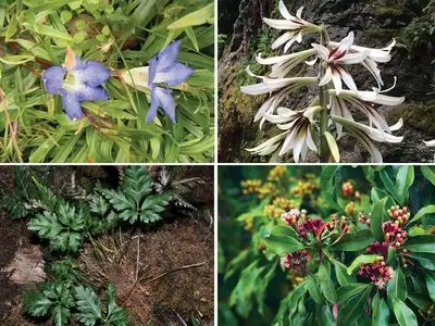 Medicinal & Rare Himalayan Products